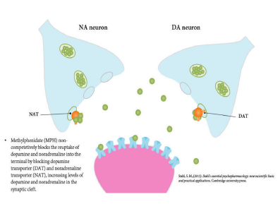 Methylphenidate Mode of Action